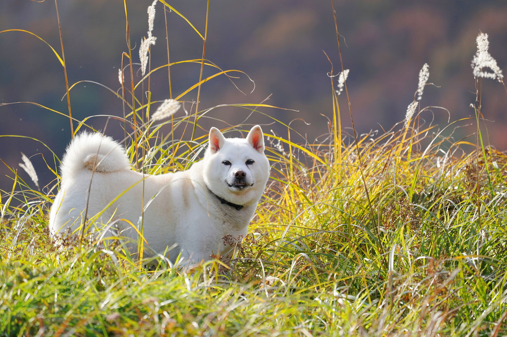 晩秋～冬が来る前に里山散策(^。^)y-.。o○　Ｂｙ蘭丸(^^♪