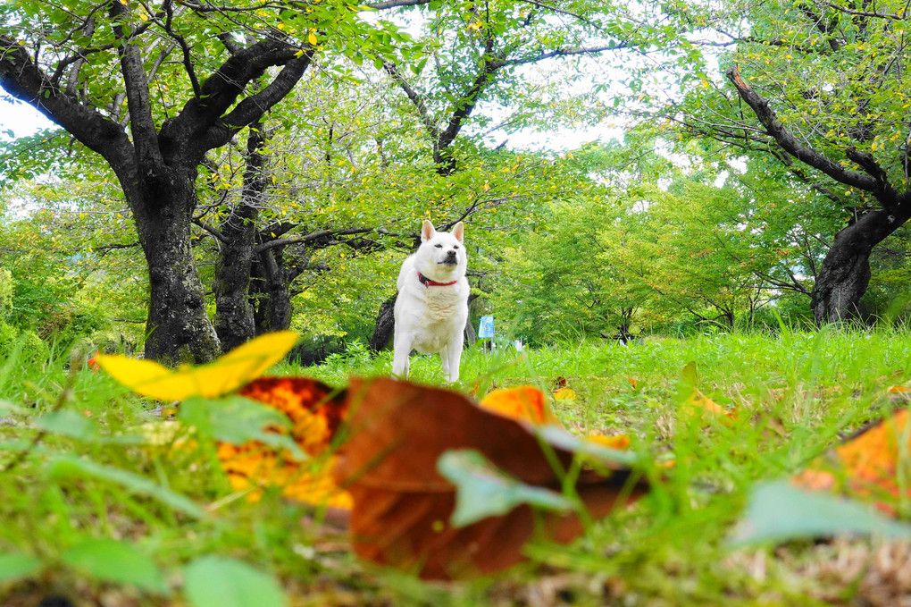 枯れ葉ョ～♪　ちっちゃい秋！見っけ‼　Ｂｙ蘭丸(*´▽｀*)