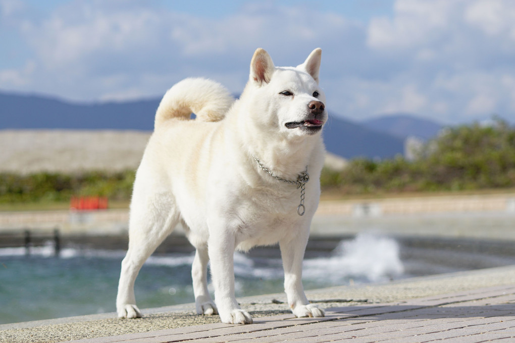 天気晴朗なれども波高しだワン＼(^o^)／　By蘭丸(^^♪