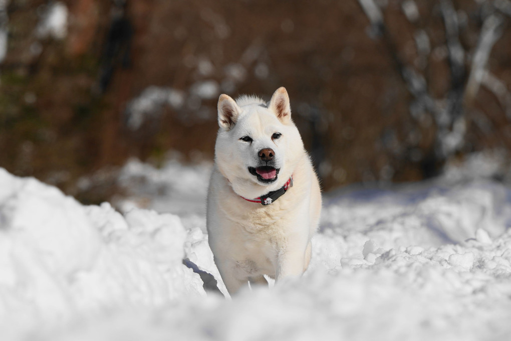 雪国！今日も青空キモチ(#^.^#)良い！　ｂｙ蘭丸＼(^o^)／