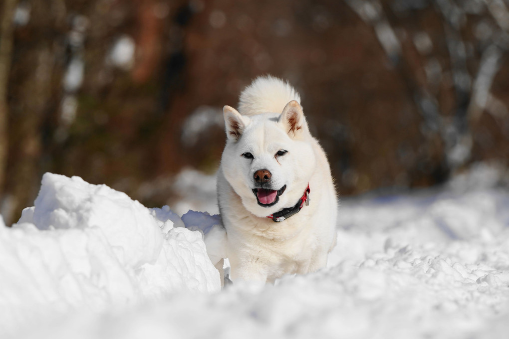 雪国！今日も青空キモチ(#^.^#)良い！　ｂｙ蘭丸＼(^o^)／