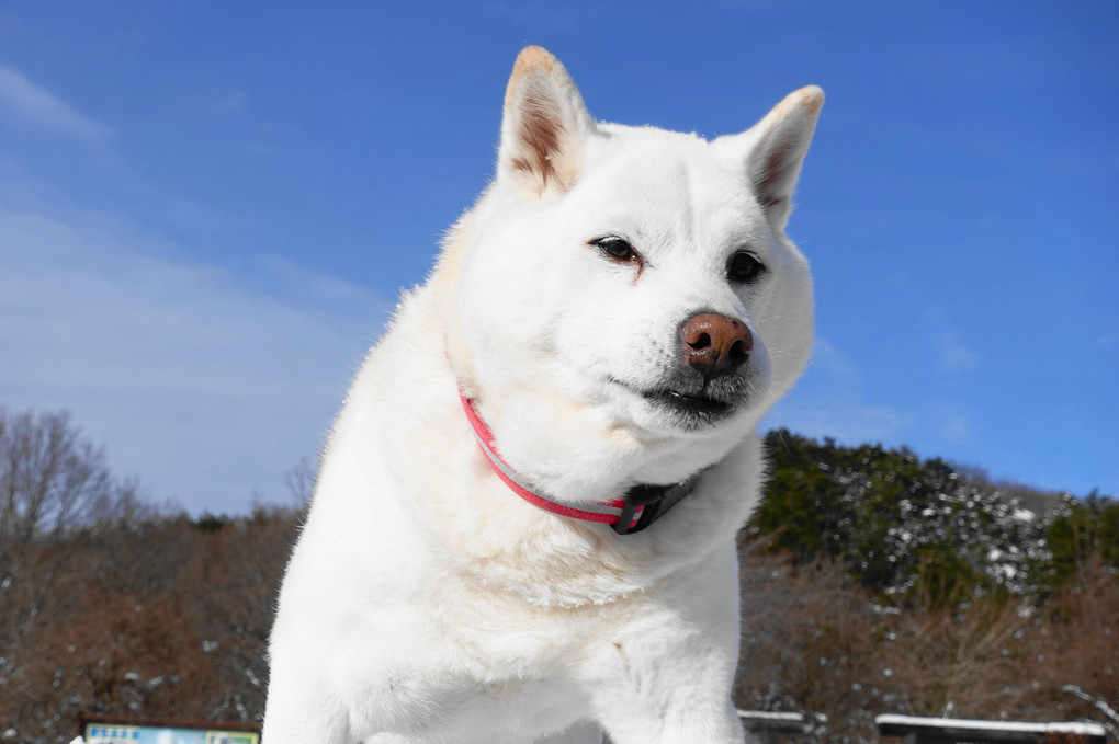 雪国！今日も青空キモチ(#^.^#)良い！　ｂｙ蘭丸＼(^o^)／