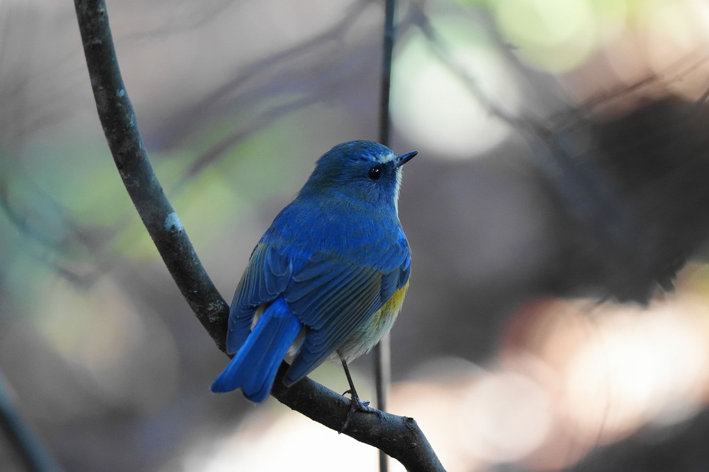 こんな所に～木陰にひっそり幸せの青い鳥！＼(^o^)／　#ルリビタキ#
