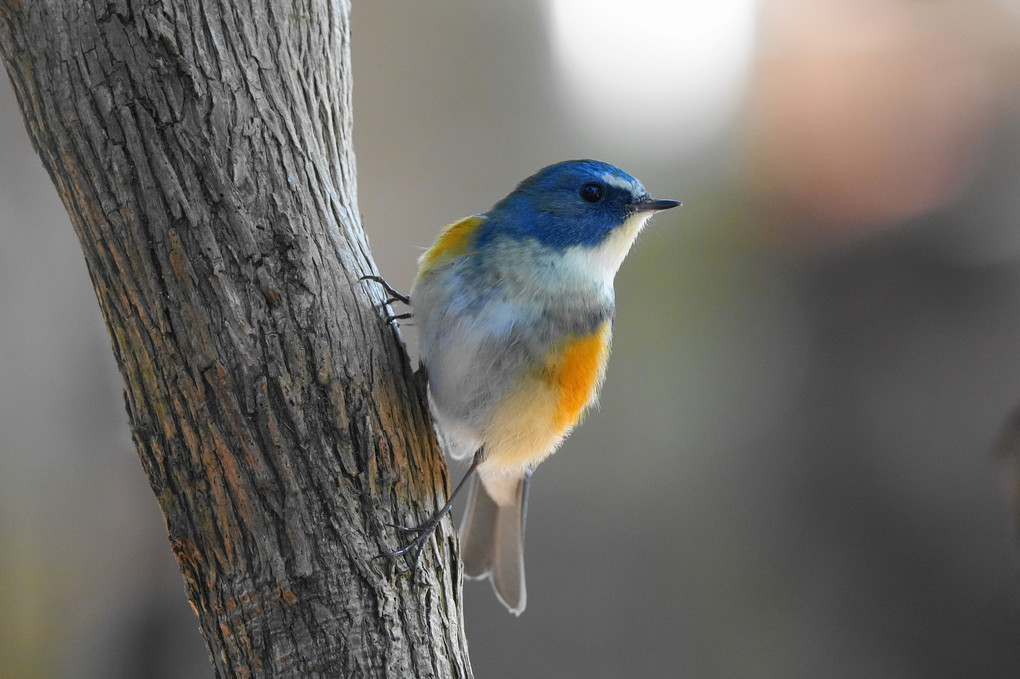 こんな所に～木陰にひっそり幸せの青い鳥！＼(^o^)／　#ルリビタキ#