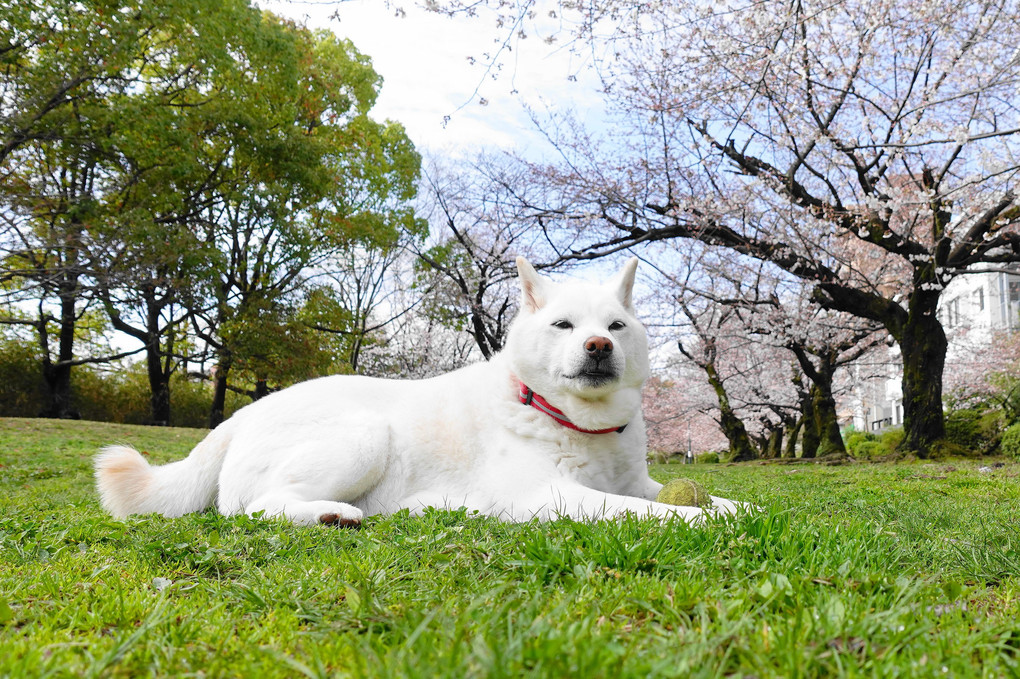 春爛漫～桜シーズン到来ですョ！＼(^o^)／　Ｂｙ蘭丸(#^.^#)