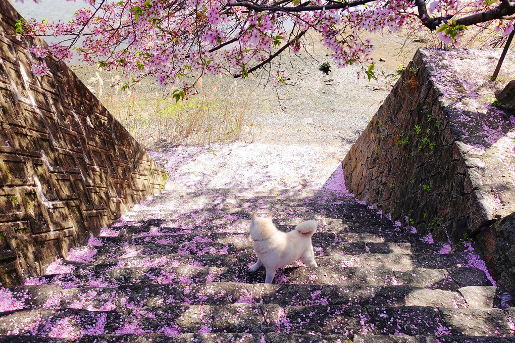 最期まで楽しめます＼(^o^)／　ピンク桜絨毯も綺麗ですョ！　Ｂｙ蘭丸(#^.^#)