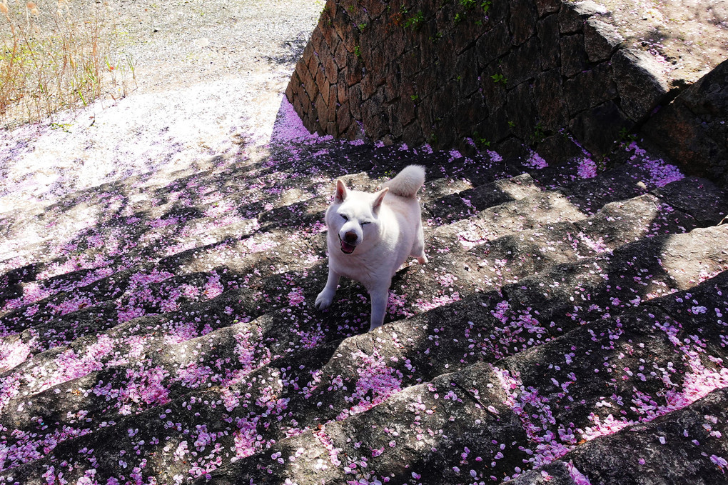 最期まで楽しめます＼(^o^)／　ピンク桜絨毯も綺麗ですョ！　Ｂｙ蘭丸(#^.^#)