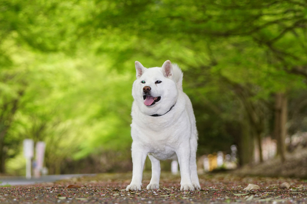 お山は、もう直ぐ新緑シーズン到来ですねェ～！　Ｂｙ蘭丸(#^.^#)