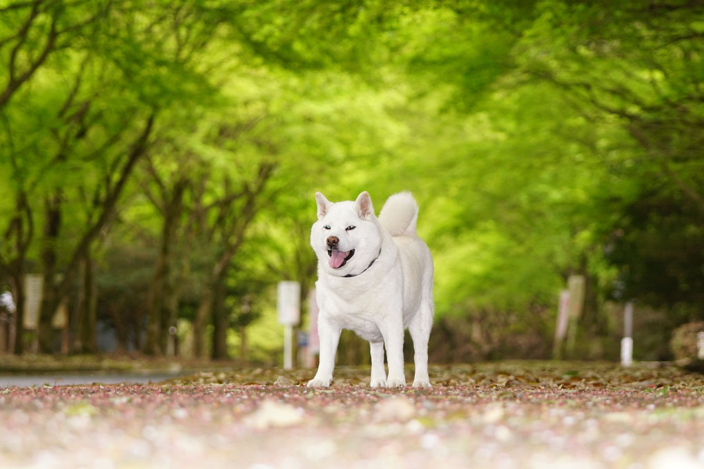 お山は、もう直ぐ新緑シーズン到来ですねェ～！　Ｂｙ蘭丸(#^.^#)