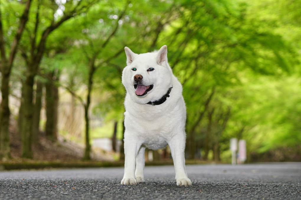 お山は、もう直ぐ新緑シーズン到来ですねェ～！　Ｂｙ蘭丸(#^.^#)