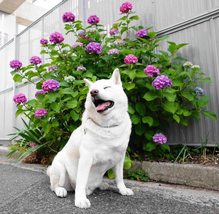 今日から水無月～6月ですョ！　(*´▽｀*)　Ｂｙ蘭丸(^_-)-☆