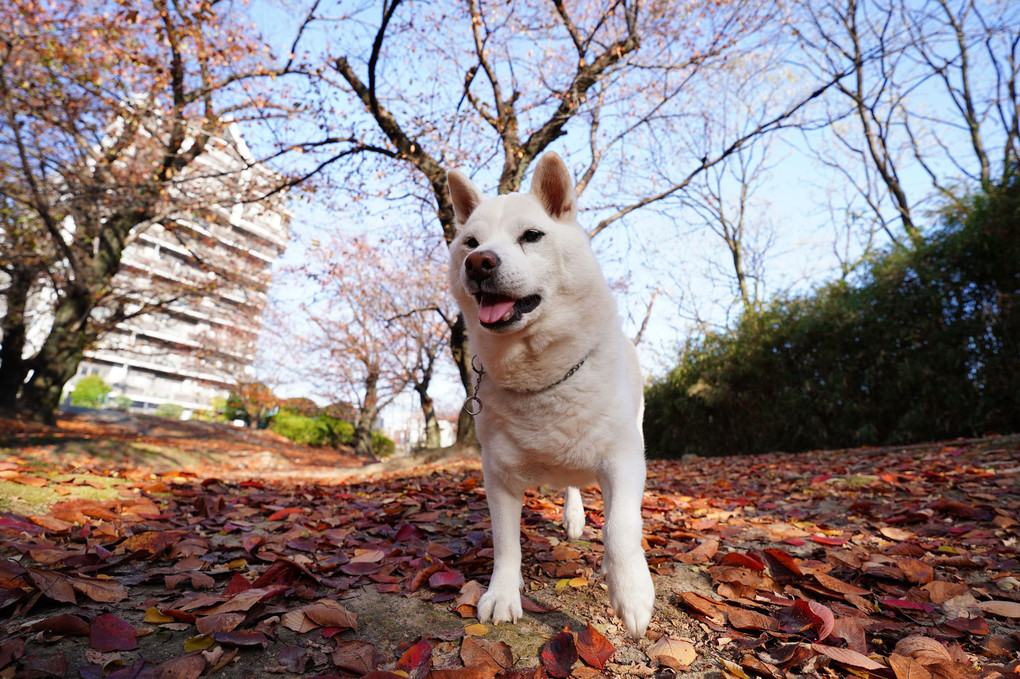 今朝も青空キモチ!(^^)!イイ！　過ぎ行く～秋を惜しむ　By蘭丸(#^.^#)