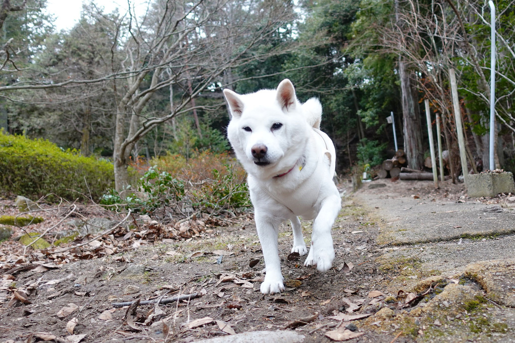 お山でのトレッキングは、僕の元気の源だワン！　Ｂｙ蘭丸(^^♪