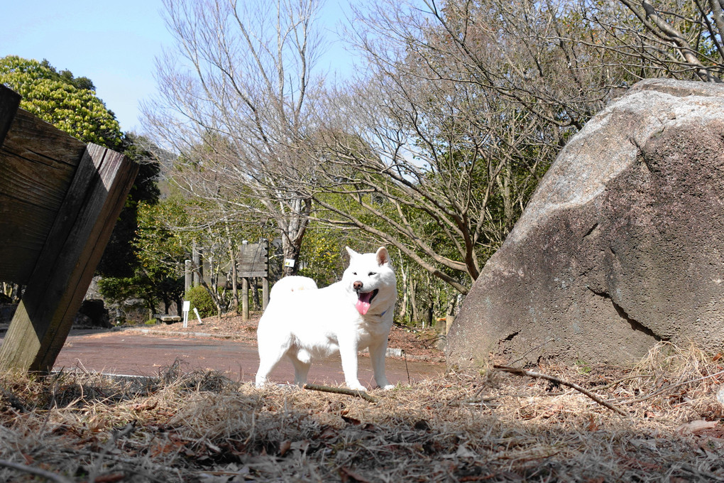 お山も、すっかり！冬から春へと衣替えだワン！　Ｂｙ蘭丸(^^♪