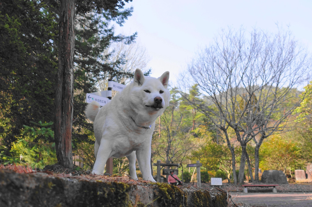 お山も、すっかり！冬から春へと衣替えだワン！　Ｂｙ蘭丸(^^♪