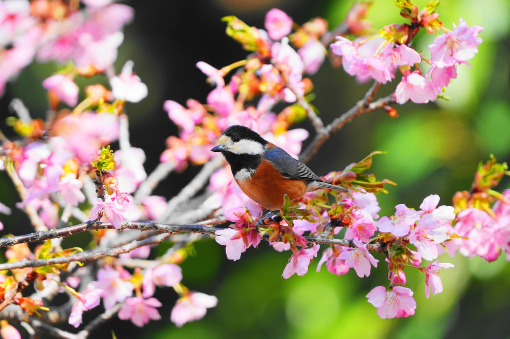 今年も綺麗に咲きましたョ！河津桜に～ヤマちゃん(^^♪　#ヤマガラ#