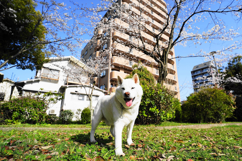 朝散歩～今年もサクラそろそろ見頃みたいですョ！　ｂｙ蘭丸＼(^o^)／