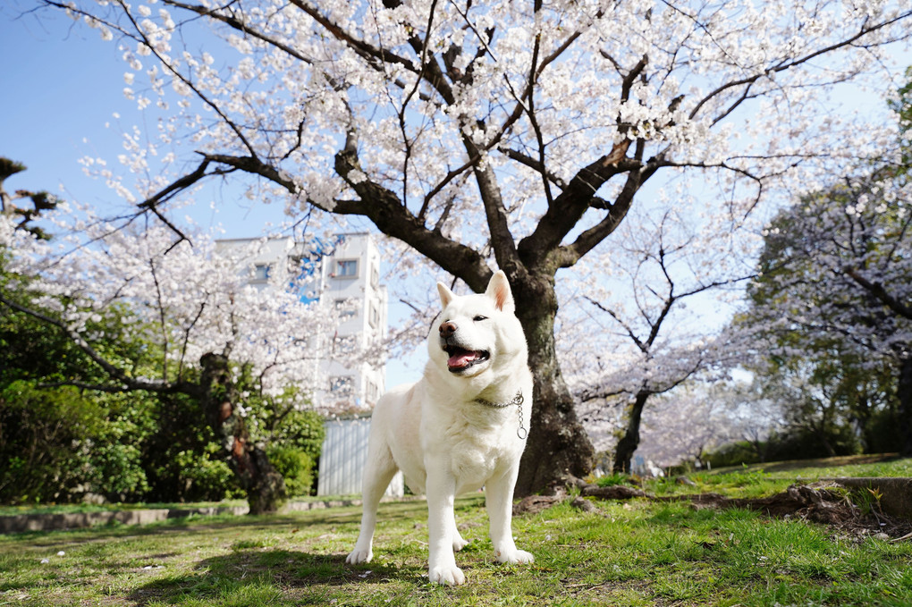 いつもの散歩コース～桜ロードも綺麗ですョ！　ｂｙ蘭丸(^^♪