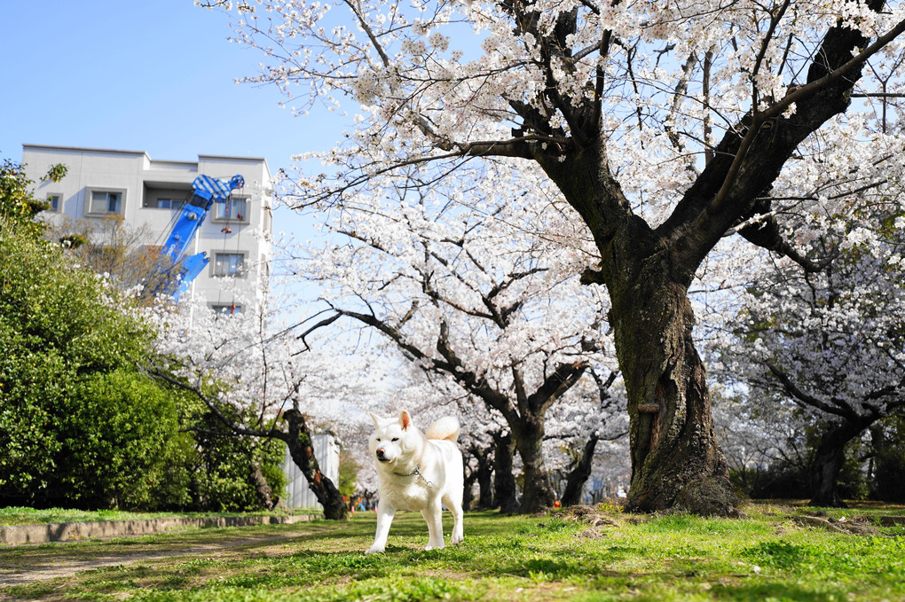 いつもの散歩コース～桜ロードも綺麗ですョ！　ｂｙ蘭丸(^^♪