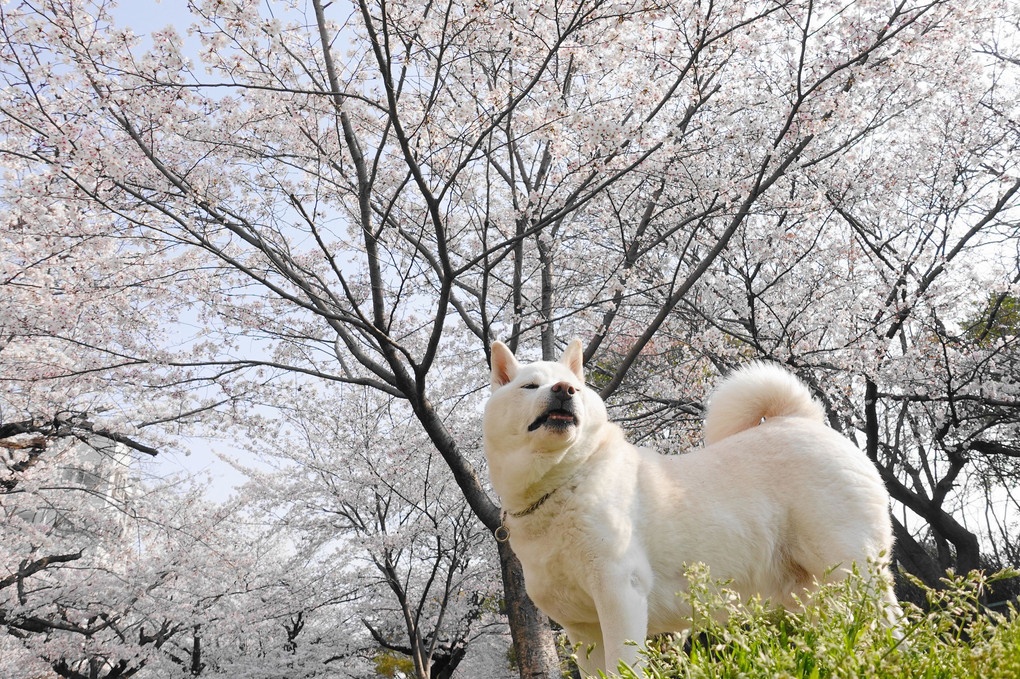 桜～満開＼(^o^)／　今年も綺麗に咲きましたョ！　Byヒョッコリ！蘭丸(^^♪