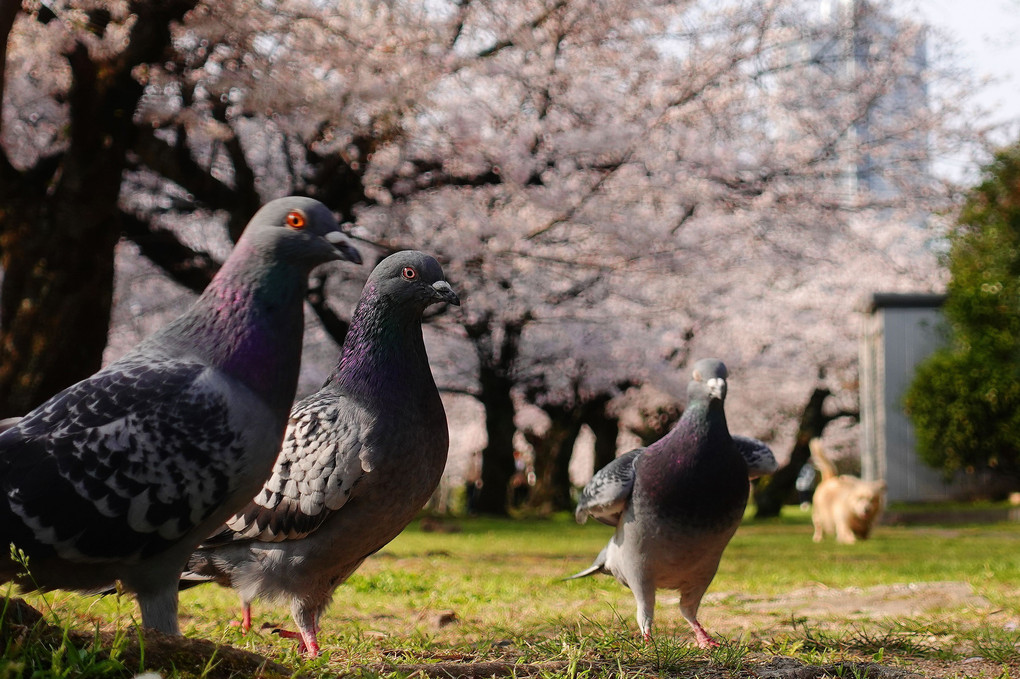 ハトポッポさんも、満開桜！～ご満悦(^^♪　（笑）　#ドバト#