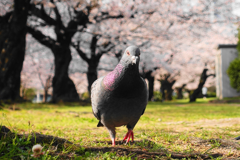 ハトポッポさんも、満開桜！～ご満悦(^^♪　（笑）　#ドバト#