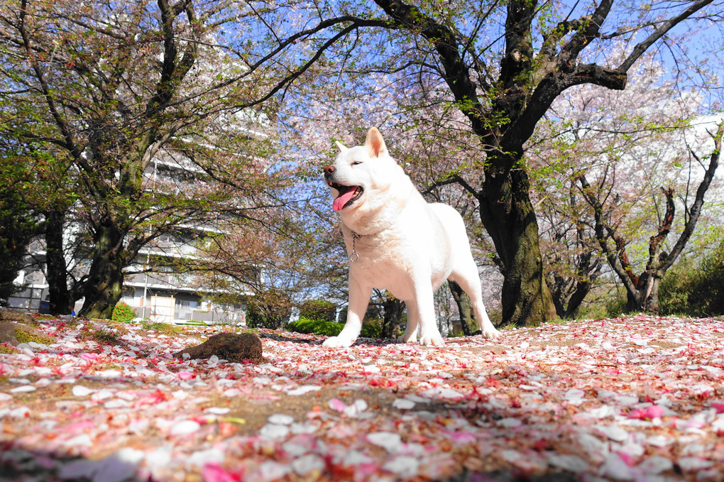 朝散歩～桜の花は、散ってもピンクの絨毯は綺麗ですョ！　ｂｙ蘭丸(^^♪