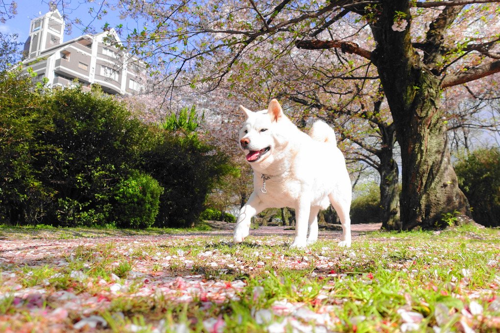 朝散歩～桜の花は、散ってもピンクの絨毯は綺麗ですョ！　ｂｙ蘭丸(^^♪