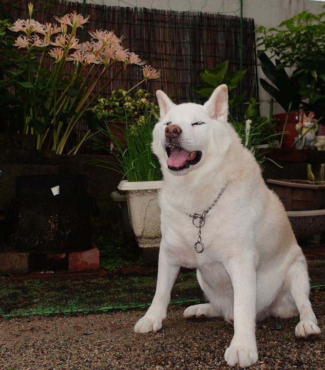 我が家も、ひと雨ごと～秋色♪　Ｂｙ蘭丸(^^♪