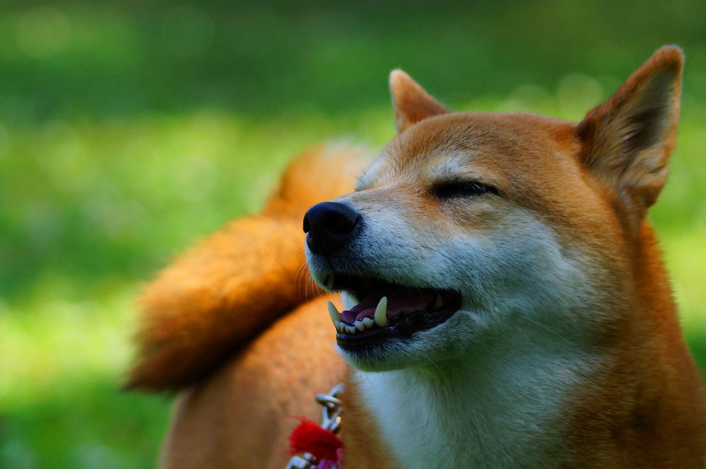 Dogs Laugh(^_-)-☆　Ｂｙなっちゃん！(^^♪