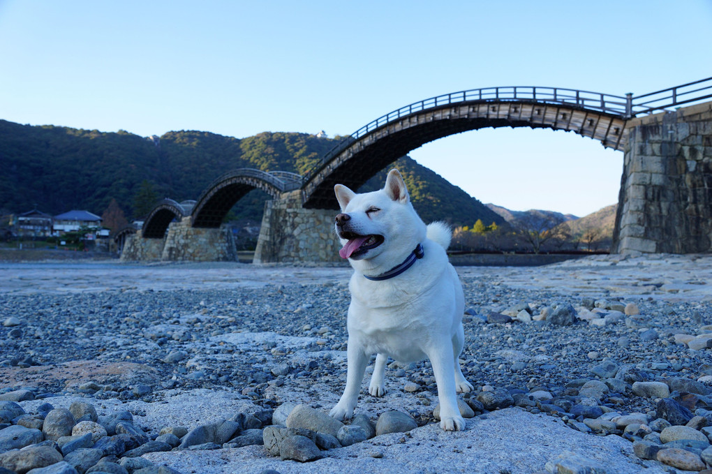 名勝！錦帯橋　貸切り悠々～夕散歩だワン！　（笑）　Ｂｙ蘭丸(^^♪