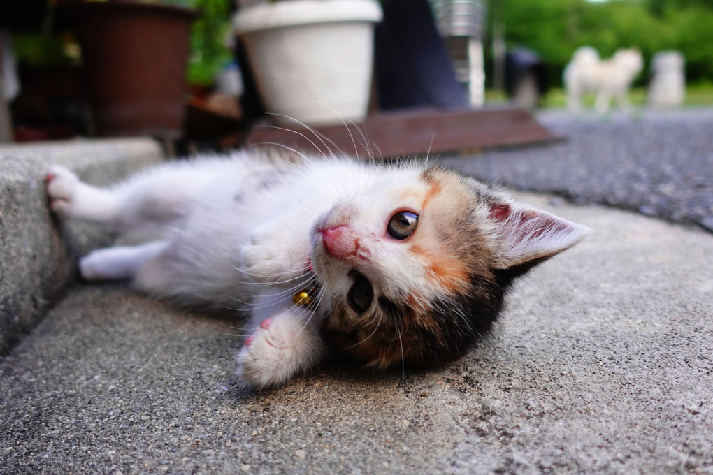 遊ぼうョ！！クロ兄さん！（笑）　今日の花豆～花ちゃん(=^・^=)♪