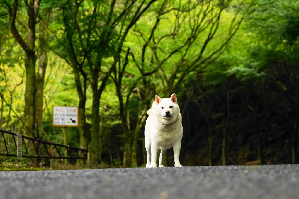 明日はドッチだ！　蘭丸復活(^^♪　（笑）