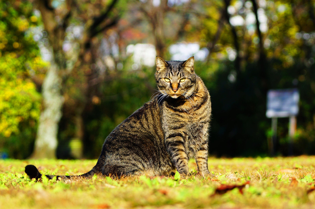 公園の安全は、僕が守る！　Ｂｙ公園管理ニャンクロちゃん=^_^=！