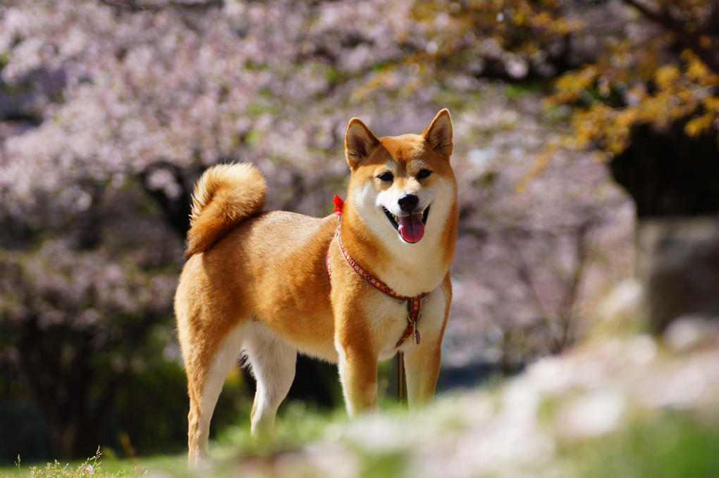 THE　日本犬！　　日本の春には、和犬が良く似合う♪　Byなっちゃん(^^♪