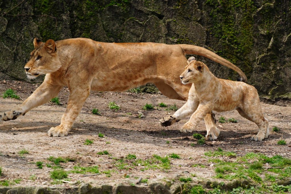 ASA ZOO~ 昨年秋に生まれたライオンの子供達３頭が、一般公開されてますョ！