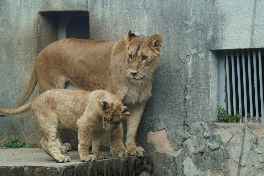 ASA ZOO~ 昨年秋に生まれたライオンの子供達３頭が、一般公開されてますョ！