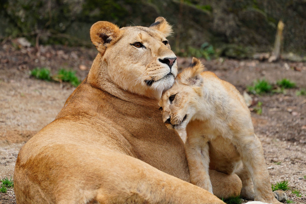 母子獅子♪ 