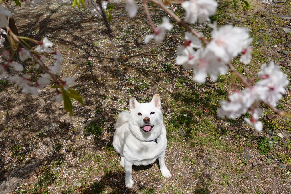 桜もまだ！楽しめるワン！　おまけです。　（笑）　By蘭丸(^^♪