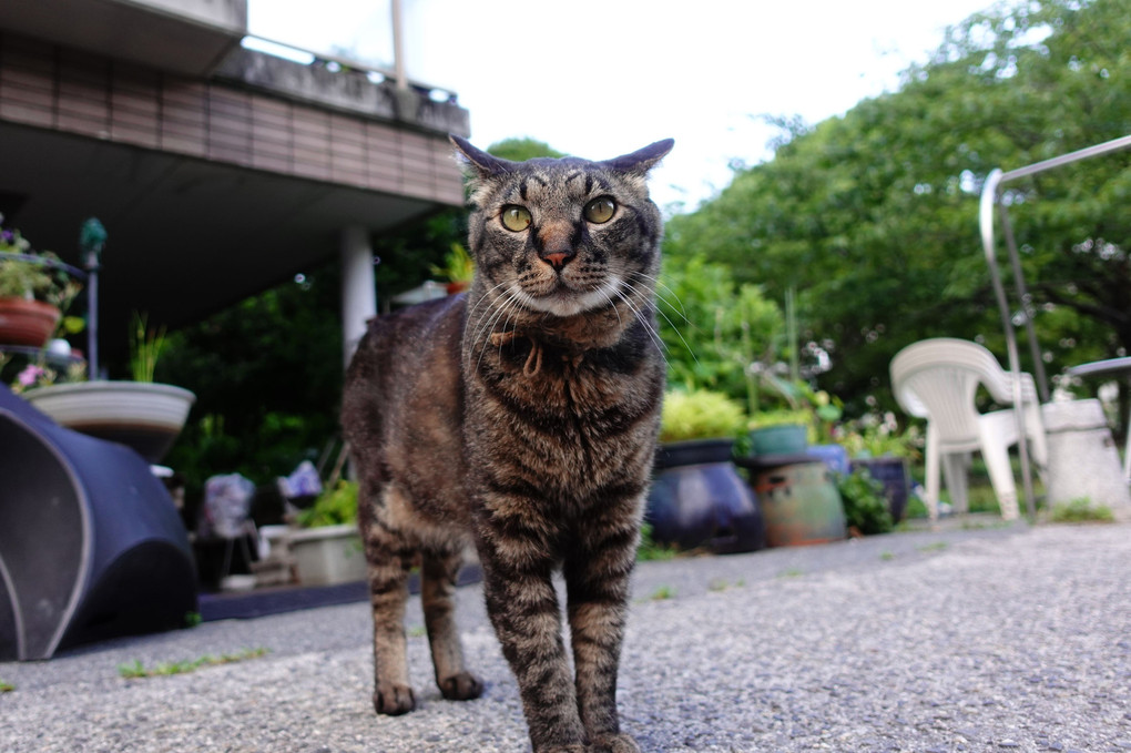 帰って来た！クロちゃん(^。^)y-.。o○　BY初代公園管理ニャンクロちゃん