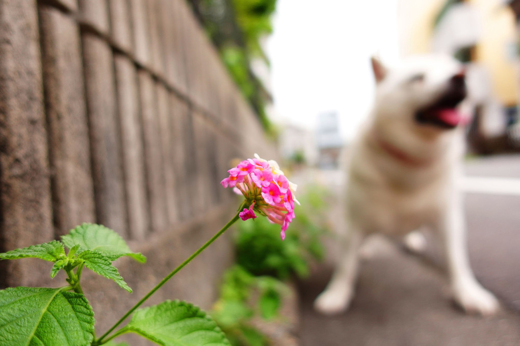 梅雨時の朝散歩～道すがら一輪の紫陽花と白い犬！　Ｂｙ蘭丸(^^♪