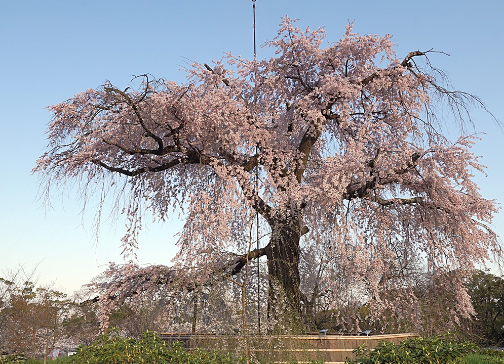 早朝の枝垂桜。
