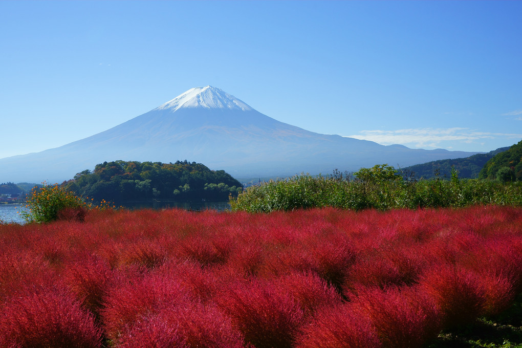 コキアと富士山〜大石公園より