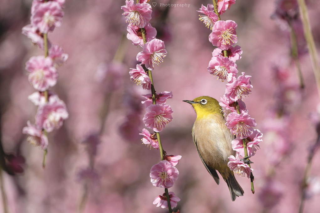 春の使者