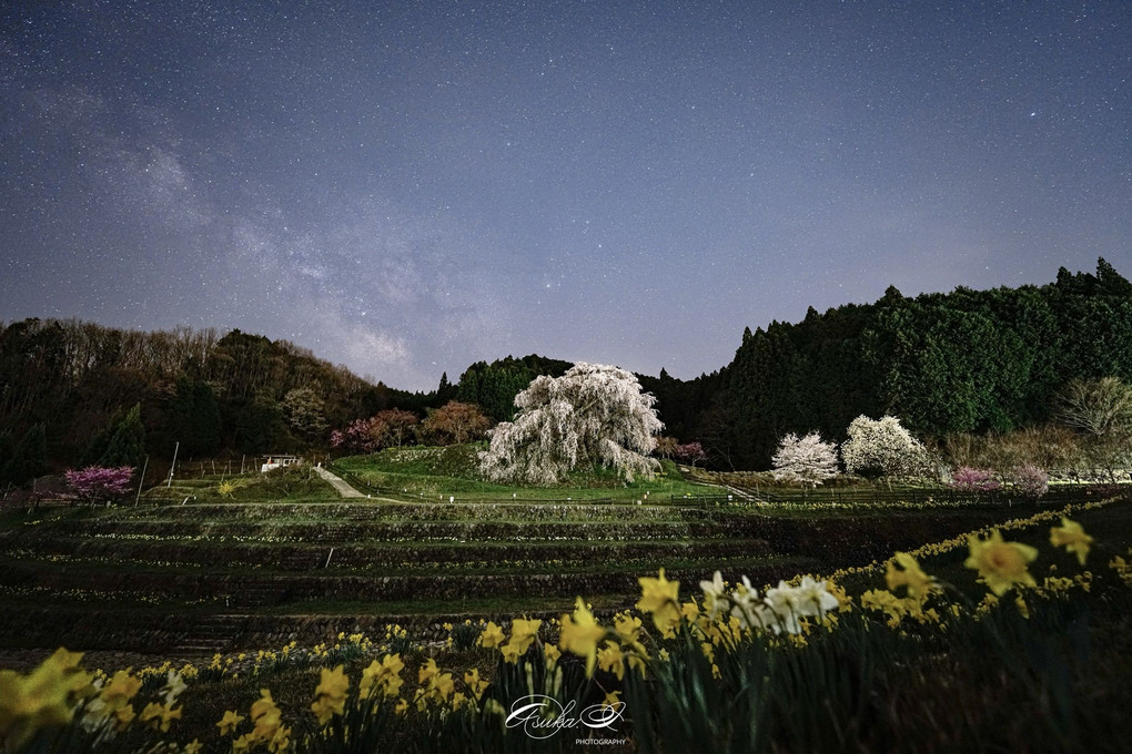 天の川と又兵衛桜