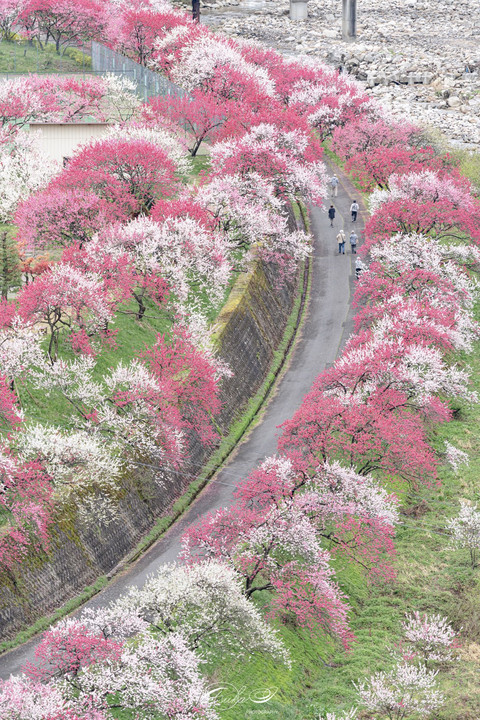 花桃の道