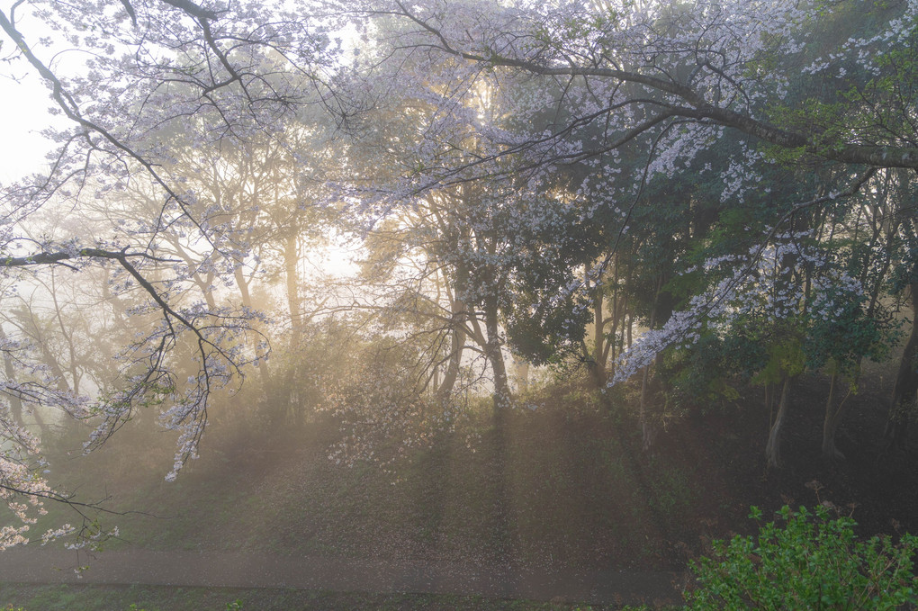 霞桜の朝