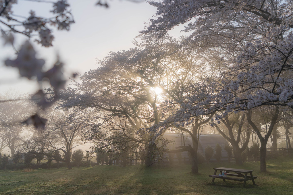 霞桜の朝
