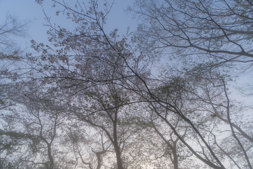 霞桜の朝
