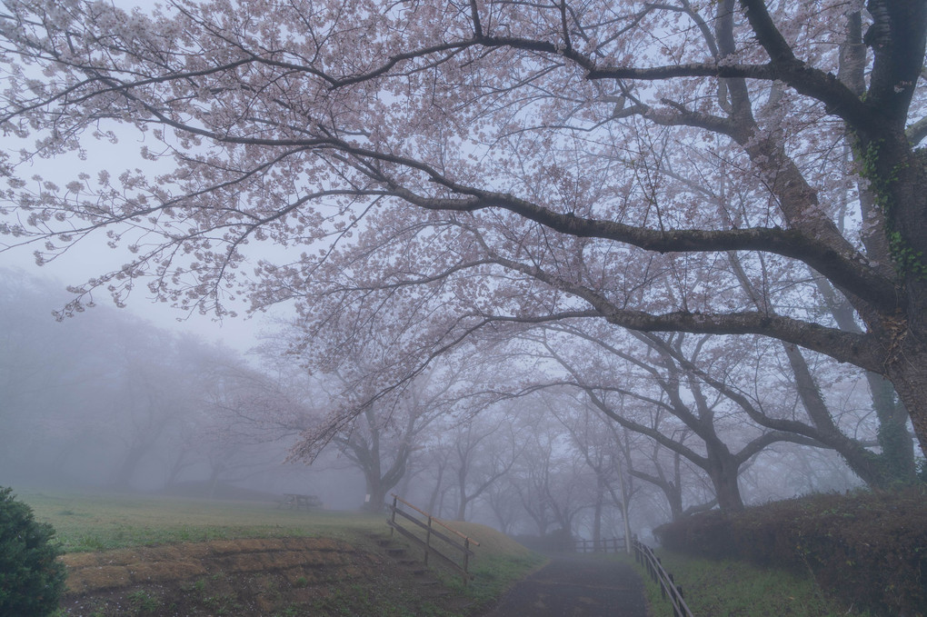 霞城の桜